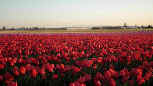 Red field of tulips that seem to never end alt