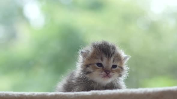Close Up Of Cute Newborn Kitten Looking At Camera Slow Motion  alt