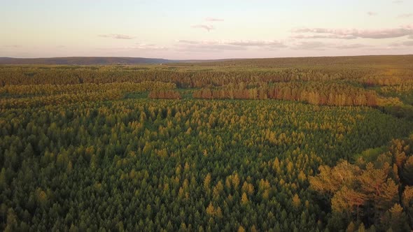 Forest At Sunset