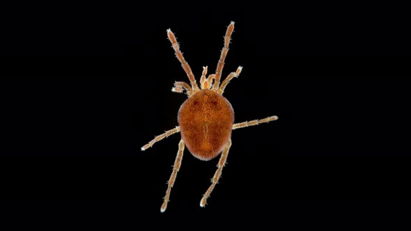 Adult Mite Acari of Family Erythraeidae Under a Microscope Order Trombidiformes alt