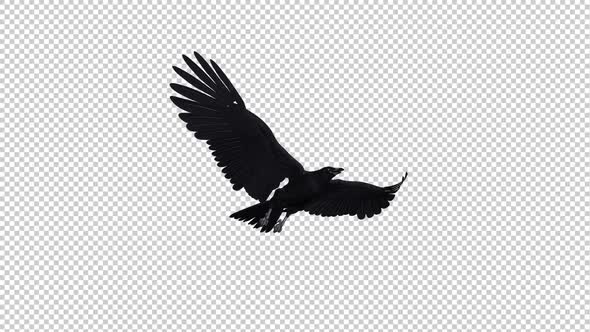 Black Raven - Gliding and Flying Loop - Down Angle