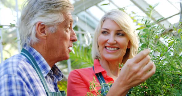 Mature couple checking plant alt