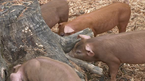 Close up shot of cute baby pigs looking for food in old tree trunk outdoors in nature alt