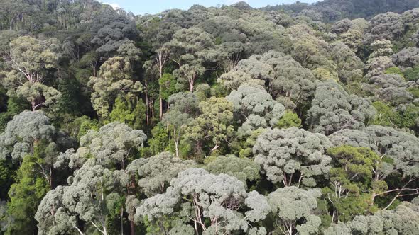 Aerial view green forest in Malaysia alt