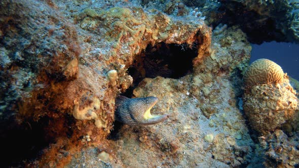 Yellow-Mouth Moray Eel in the Red Sea alt