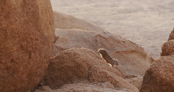 Mountain Erongo small hyrax is sitting on a rock in the desert region of Namibia, 4k alt