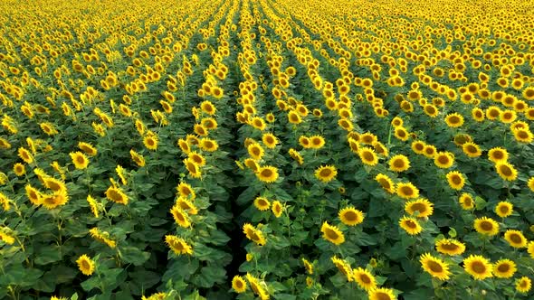 Aerial view over filed of sunflowers at sunset alt
