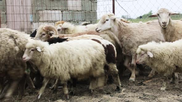 Sheep Herd in The Corral of a Farm