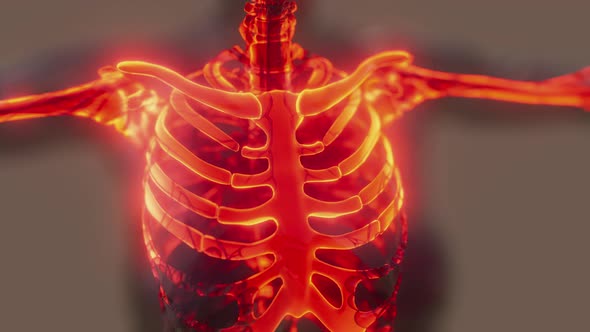 Glow Skeletal Bones of Human alt