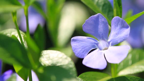 Vinca Minor Flowers alt