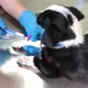 A Veterinarian Injects a Sick Little Dog - VideoHive Item for Sale