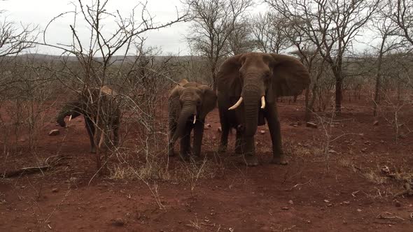A large group of elephants, Loxodonta africana including a bull forage during winter at Zimanag Priv alt