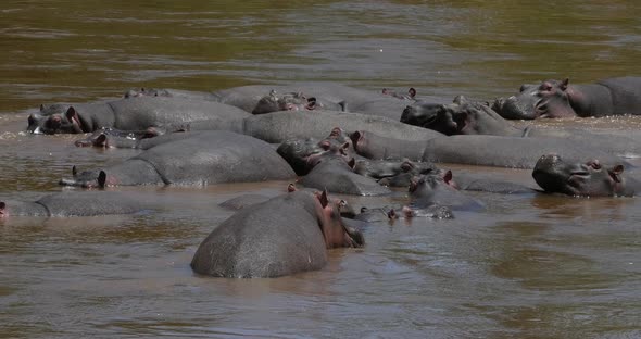 951974 Hippopotamus, hippopotamus amphibius, Group standing in River, Masai Mara park in Kenya, Real alt