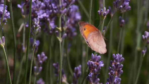 Gatekeeper Butterfly, pyronia tithonus, Sucking Nectar from Laverder Flowers, Normandy, Slow motion alt