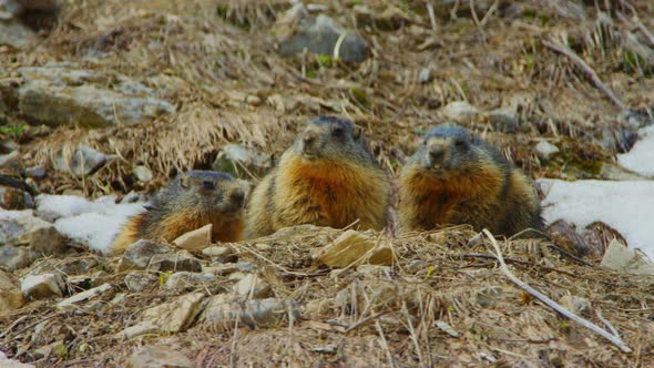 Three marmots are inspecting their surroundings from their burrow alt