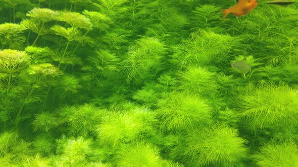Against the background of green algae, small fish swim