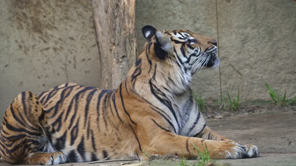 Sumatran tiger (Panthera tigris sumatrae)