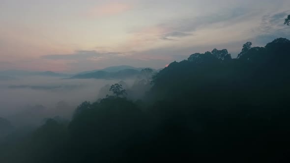 Mystical Tropical Rainforest in Dawn