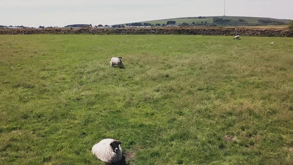 Slow aerial flyover of some sheep on Dartmoor, England. alt