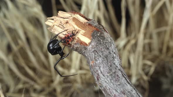 Black Widow Spider catching and wrapping webs around Fire Beetle alt