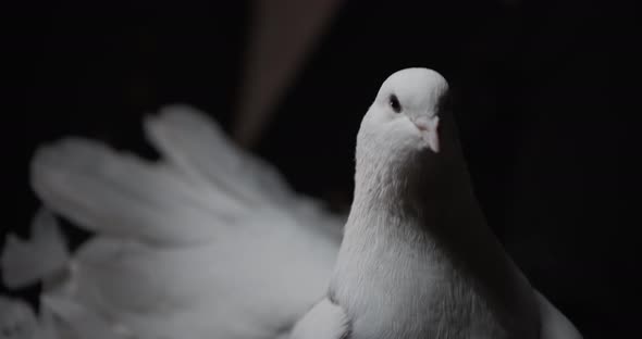Close Up of the Head of a Cute White Fantail Pigeon Curiously Looking Around alt