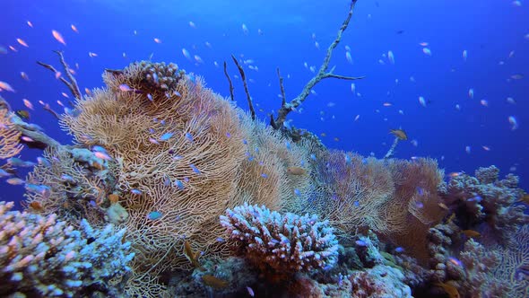 Tropical Coral Underwater Garden Life alt