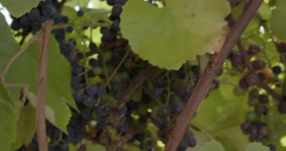 Bunch of red grapes hanging on the vine