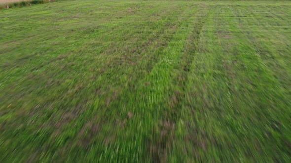 The Drone Flies Over the Green and Wheat Fields