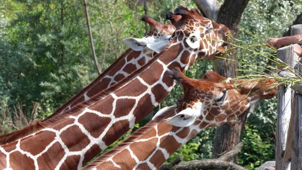 Group of cute giraffes eating grass stalks feeding by people in zoo,slow motion alt
