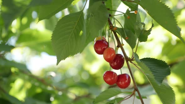 Prunus avium orchard with tasty fruit 4K 2160p 30fps UltraHD footage - Close-up of fresh red cherrie alt