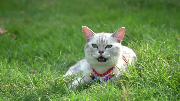 Silver Cute Cat Walking On Green Grass Slow Motion  alt