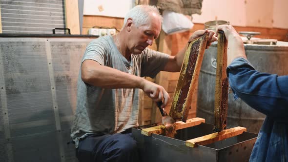 Uncovering the Honeycombs with the Scraper By Hand, Honey Harvest alt