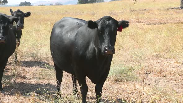 Black Angus momma cow watching camera with other cows to her side alt