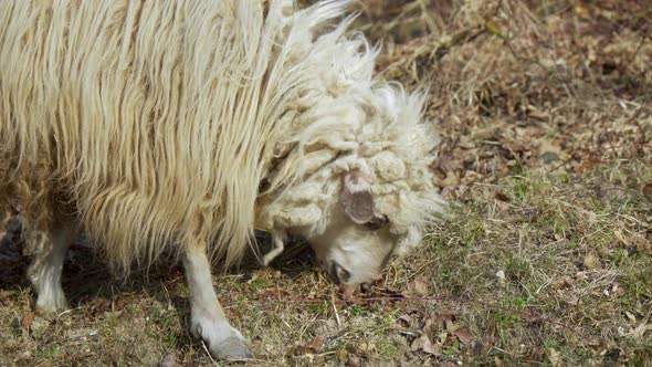 A Sheep with Long Hair Nibbles Grass on a Hilly Area on a Sunny Day