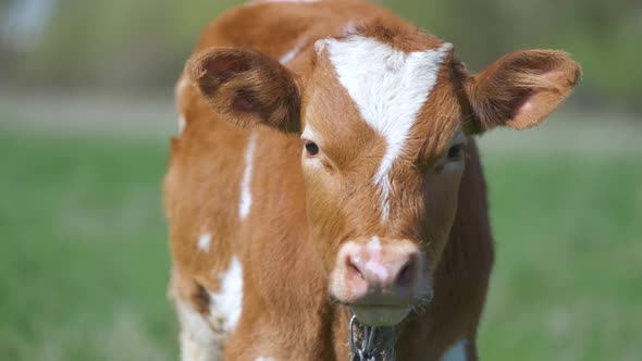 Head Portrait of Young Calf Grazing on Green Farm Pasture on Summer Day alt