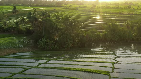 Aerial video in an amazing landscape rice field on Jatiluwih Rice Terraces, Bali, Indonesia alt
