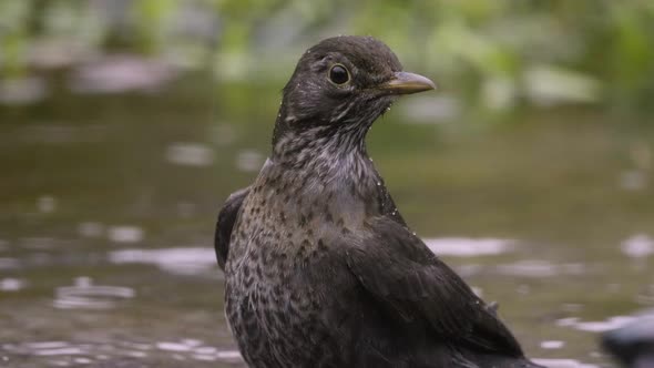 Blackbird Bird Bathing Water Splashing Slow Motion Rain Weather Nature Animal Wildlife