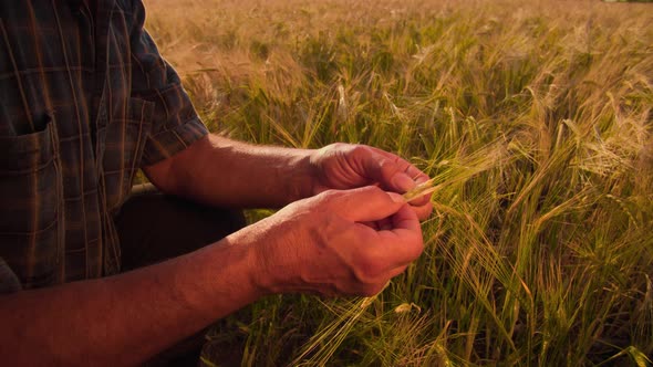 Close Up Farmer Man Hands Analysis and Inspection of Wheat Crops alt