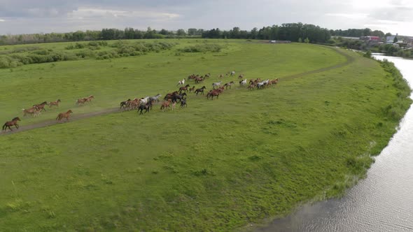 A Herd of Horses Gallops Through a Green Meadow Along the River