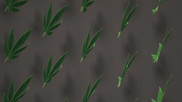 Lovely green Cannabis leaves