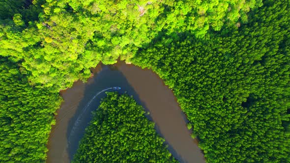 4K Aerial view of mangrove forest at khao jom pa, trang, Thailand. 4k Footage alt
