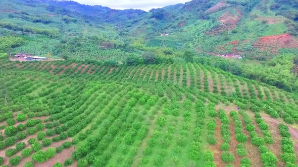 Orange Plantation alt