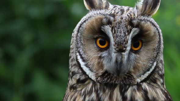 Closeup of a Long-Eared Owl,  Asio otus. UK alt