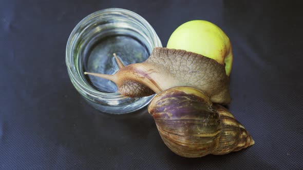 African Snail Achatina alt
