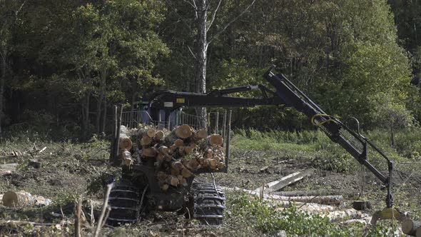 Log Hydraulic Crane Machine Forwarder Loading Logs To Truck. Deforestation for Industrial Production alt