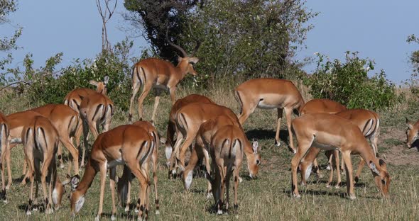 951983 Impala, aepyceros melampus, Male and f Females, Masai Mara Park in Kenya, Real Time 4K alt