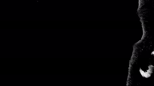 Ink Drops Transition on Black Background Footage Ink Footage Transition White Ink Drops Falling on alt