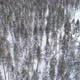 Winter Forest Trees With Snow - VideoHive Item for Sale