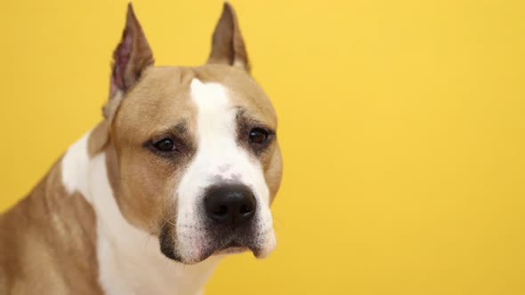 Pit Bull Terrier Dog Looks Into the Camera on a Yellow Background