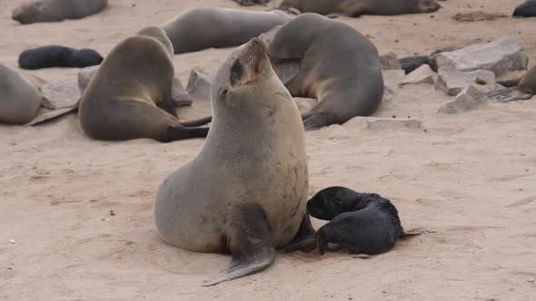 Mother sea lion feeding her pup alt